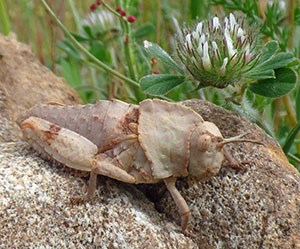 Chunky grasshopper nymph - Acrididae © John Muddeman